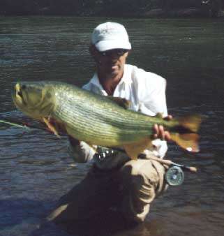 Un beau poisson