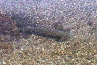 Truite cutthroat