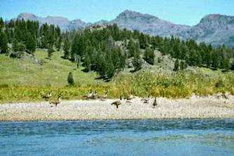 Oies sauvages sur une gravière pêche à la mouche