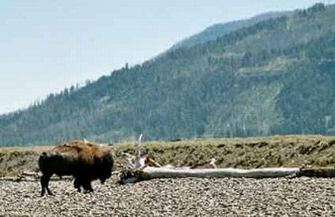 Bison au bord de la rivi�re