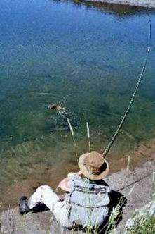 Combat dans leau claire pêche à la mouche