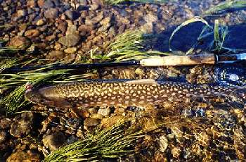Un kundja okhotsk vu de haut pêche à la mouche