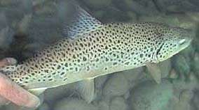 La beauté à l'état pur ? pêche à la mouche