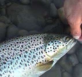Sit�t l'hame�on d�croch�, mon record bondit vers l'eau...