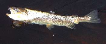 Truite de lIvalojoki pêche à la mouche