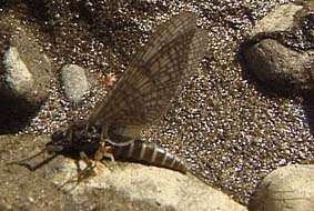 La femelle pêche à la mouche