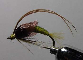 Larve de rhyacophylidae