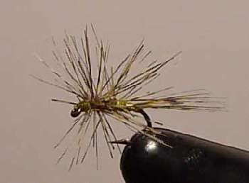 La sauvage