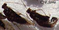 Sedge �mergeant
