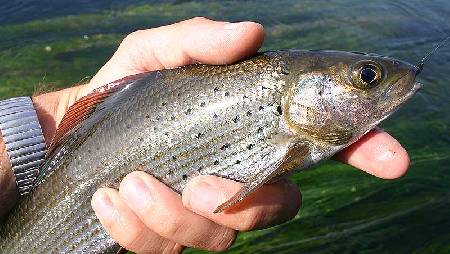 pêche à la mouche