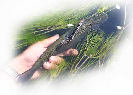 pêche à la mouche