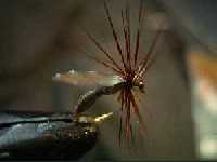 p�che � la mouche