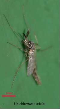 p�che � la mouche
