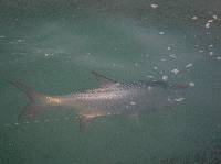 p�che � la mouche