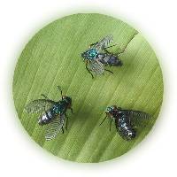 p�che � la mouche