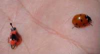 p�che � la mouche