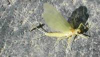 p�che � la mouche