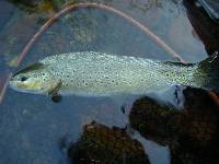 p�che � la mouche