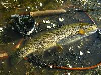 p�che � la mouche