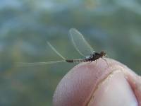 p�che � la mouche