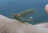 p�che � la mouche