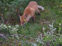 p�che � la mouche