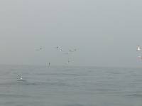 p�che � la mouche