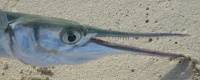 p�che � la mouche