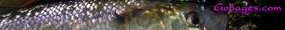 peche a la mouche