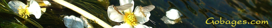 peche a la mouche