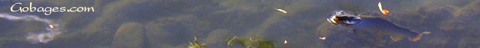 peche a la mouche