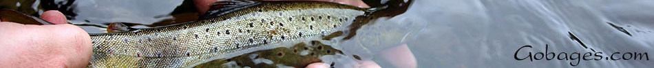 peche a la mouche