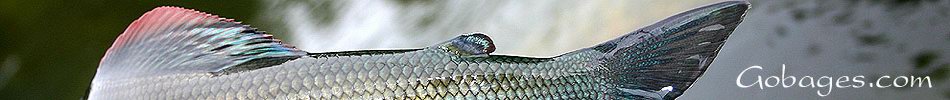 peche a la mouche