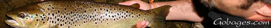 peche a la mouche