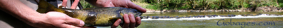 peche a la mouche