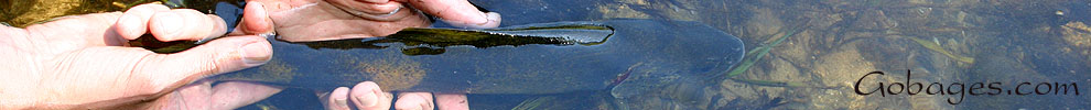 peche a la mouche