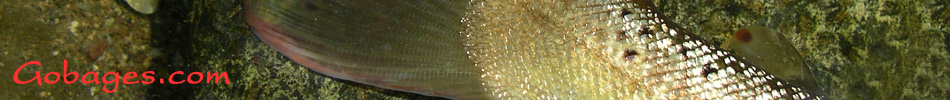 peche a la mouche