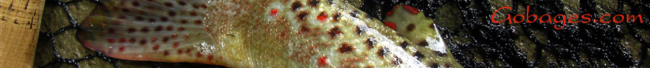 peche a la mouche