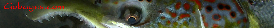peche a la mouche