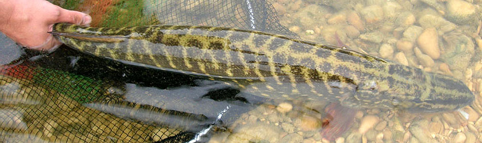 peche a la mouche