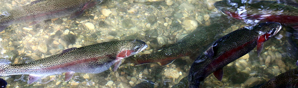peche a la mouche