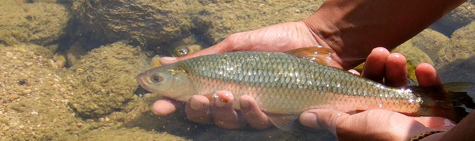 peche a la mouche