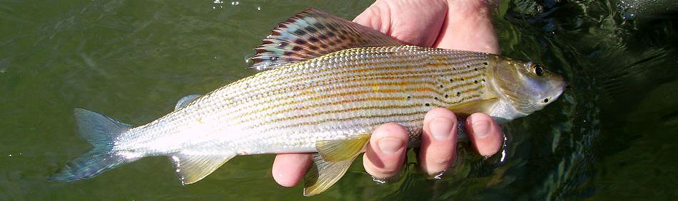 peche a la mouche