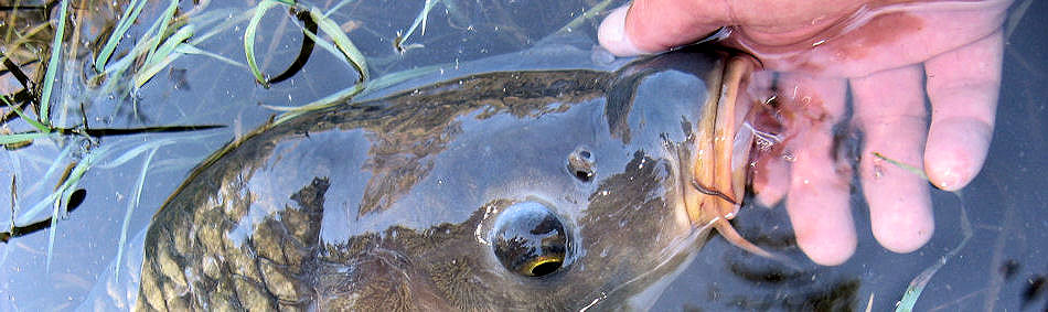 peche a la mouche