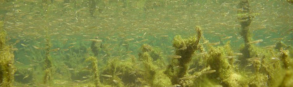 peche a la mouche