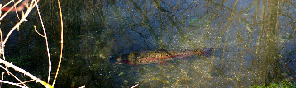 peche a la mouche