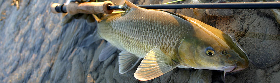 peche a la mouche