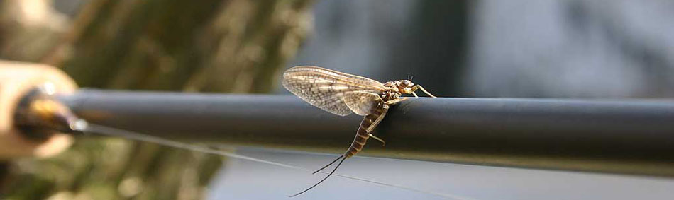 peche a la mouche