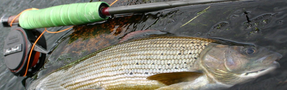 peche a la mouche