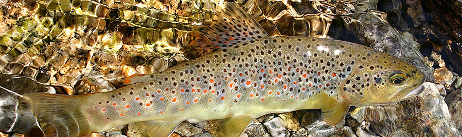 peche a la mouche